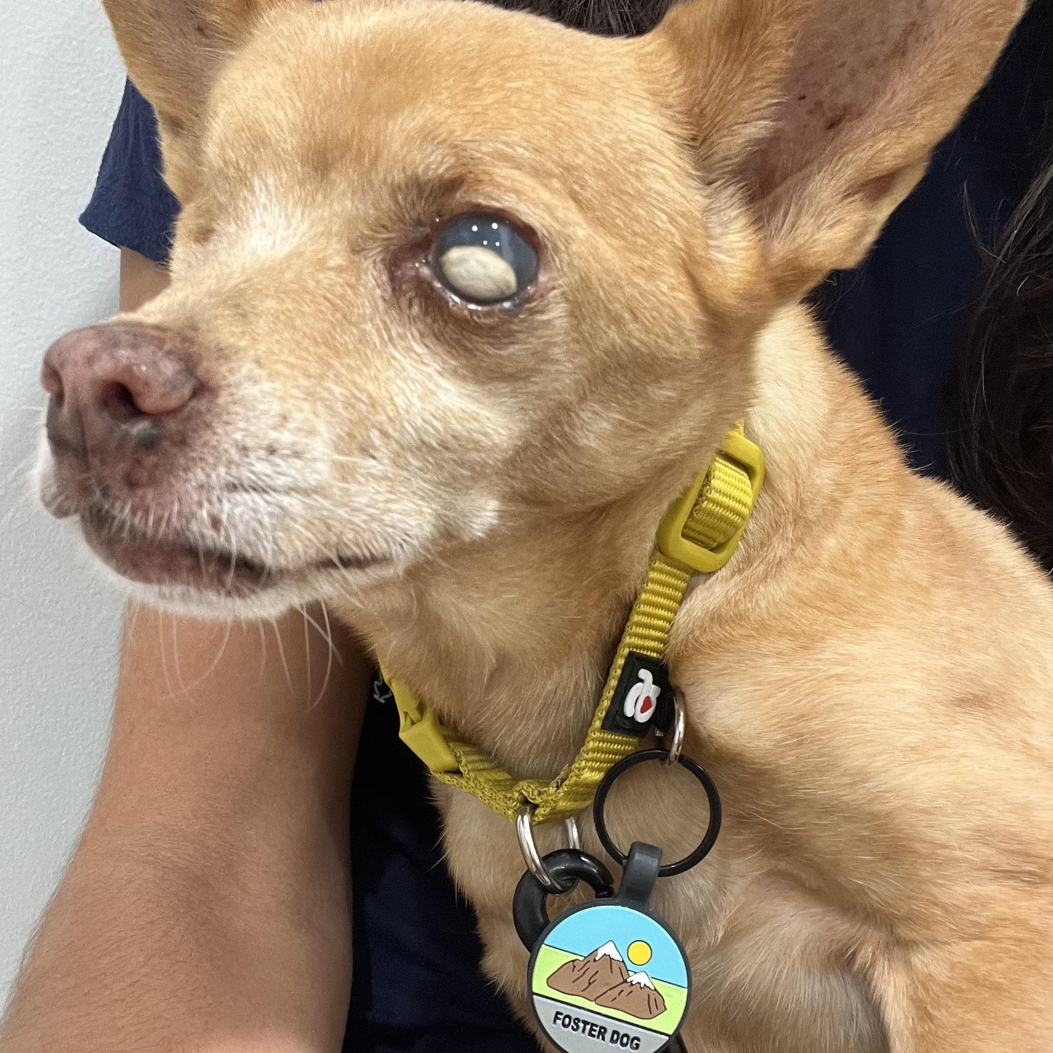Enlarge Chico, a Adoptable Chihuahua in Roy, UT image 3/5
