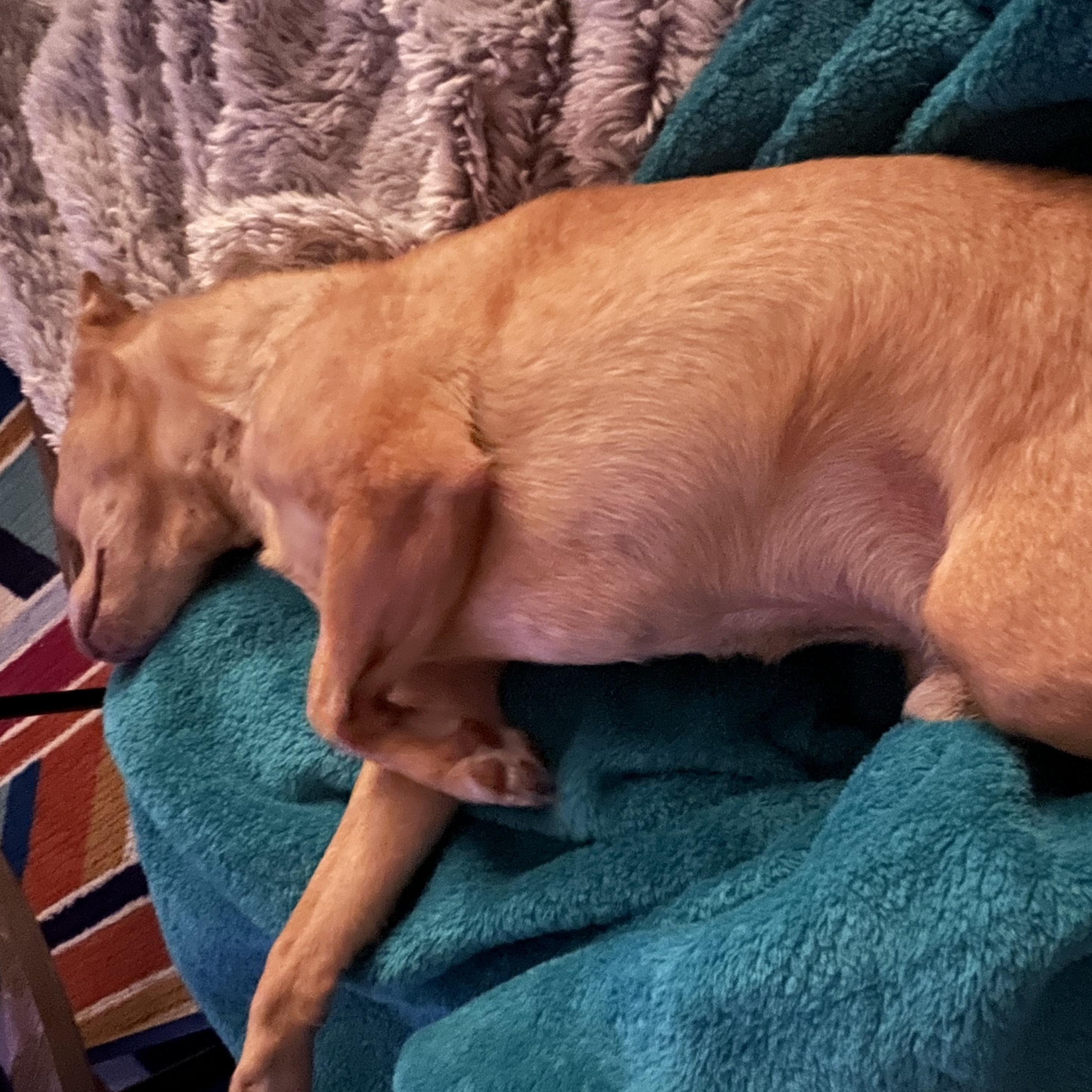 Enlarge Chico, a Adoptable Chihuahua in Roy, UT image 5/5