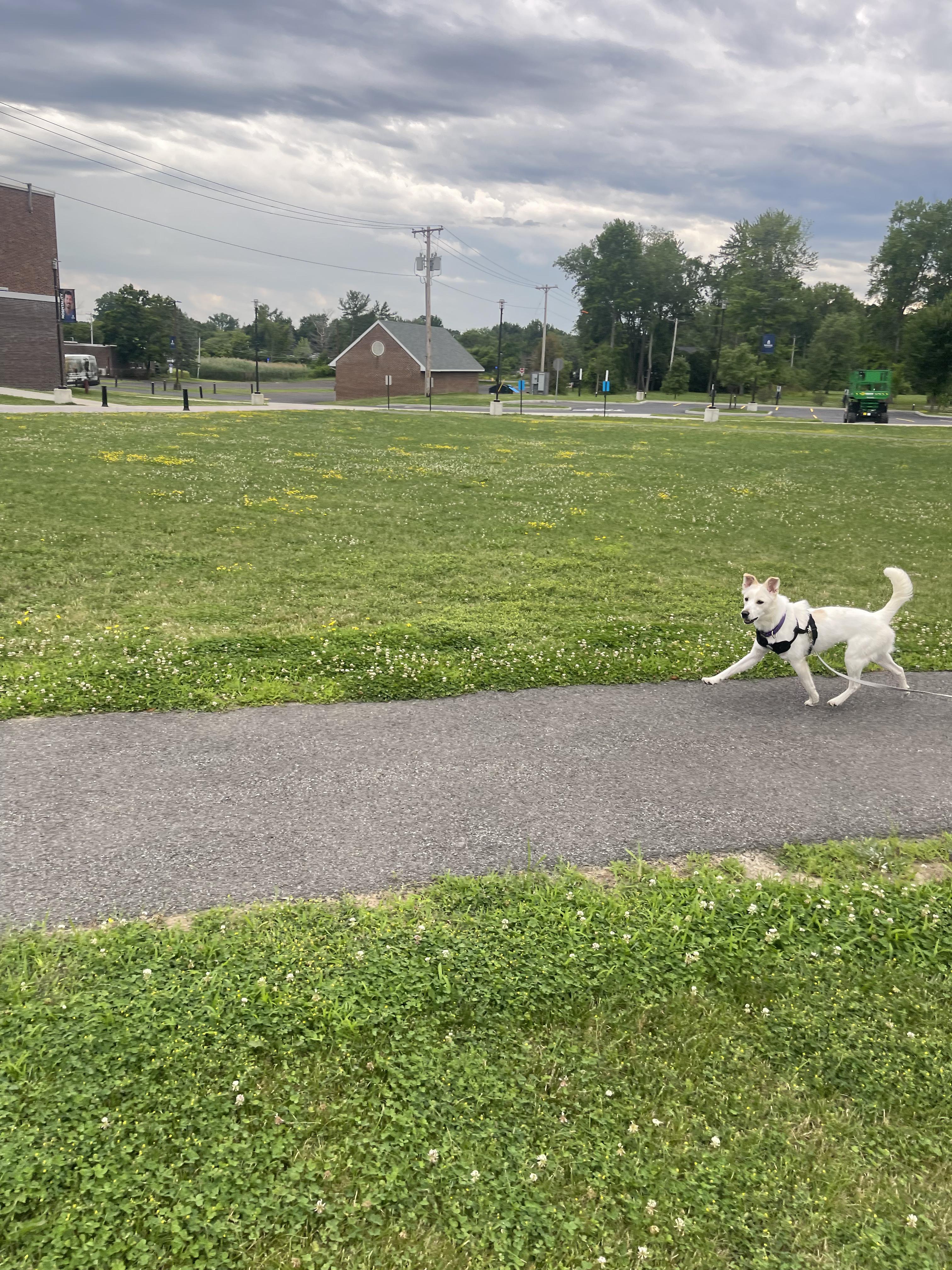 Dakota, a Adoptable mixed breed in Albany, NY image 3/3