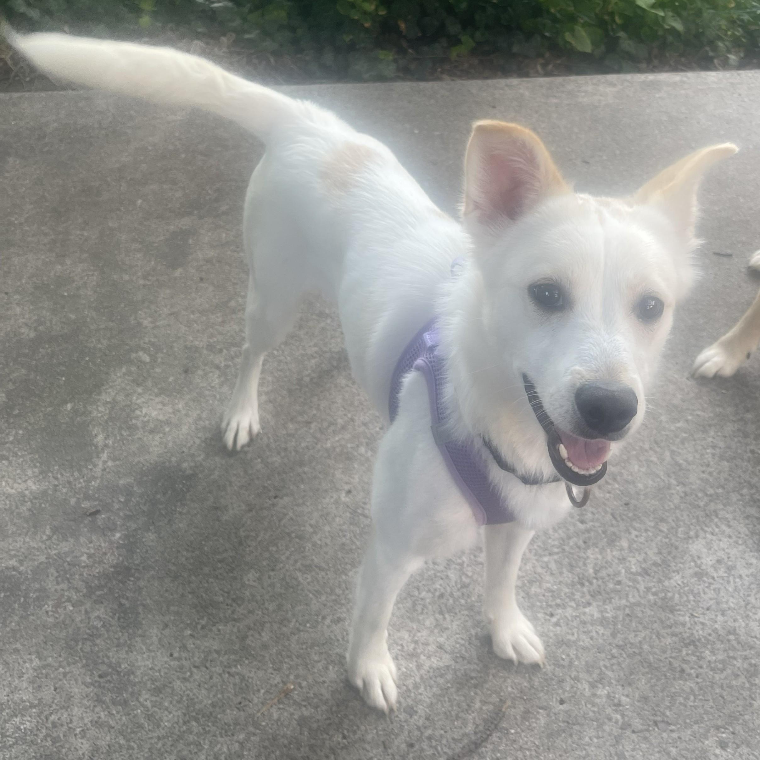 Dakota, a Adoptable mixed breed in Albany, NY image 1/3