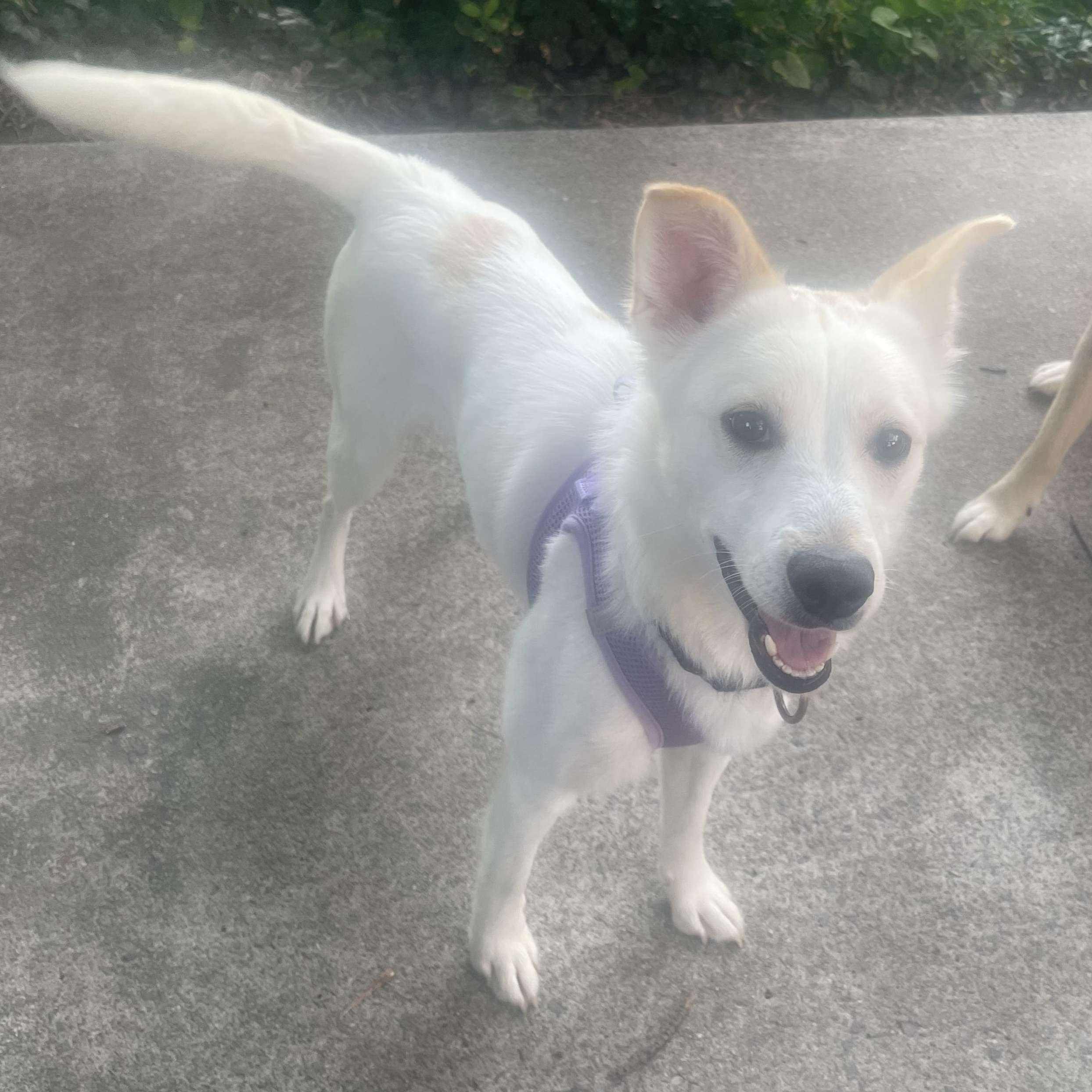 Dakota, adoptable, Young Female Husky & Labrador Retriever.