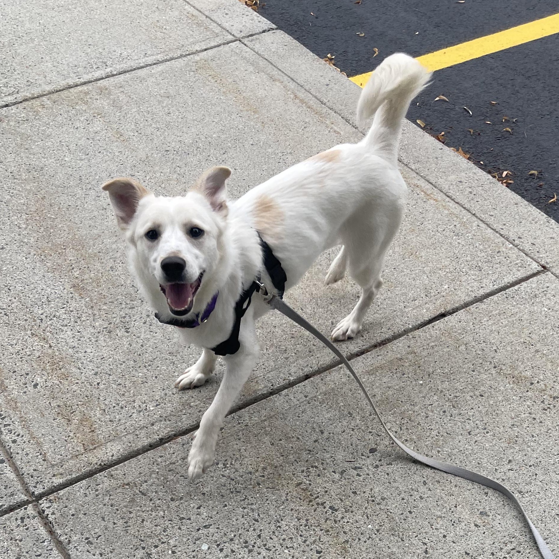 Dakota, a Adoptable mixed breed in Albany, NY image 2/3