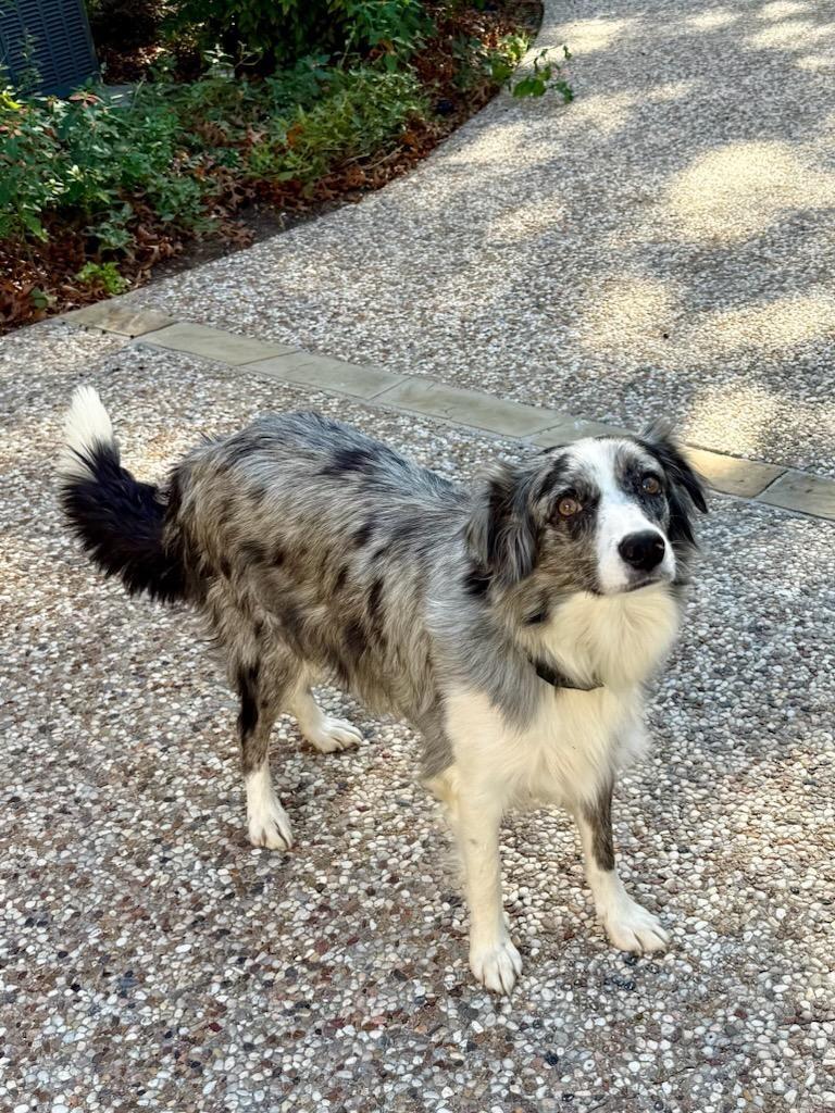 Enlarge Tulsa, a Adoptable mixed breed in The Woodlands, TX image 1/4