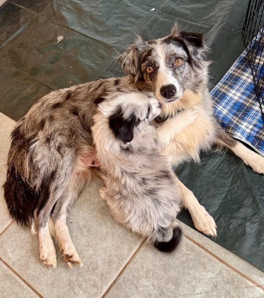 Enlarge Tulsa, a Adoptable mixed breed in The Woodlands, TX image 2/4