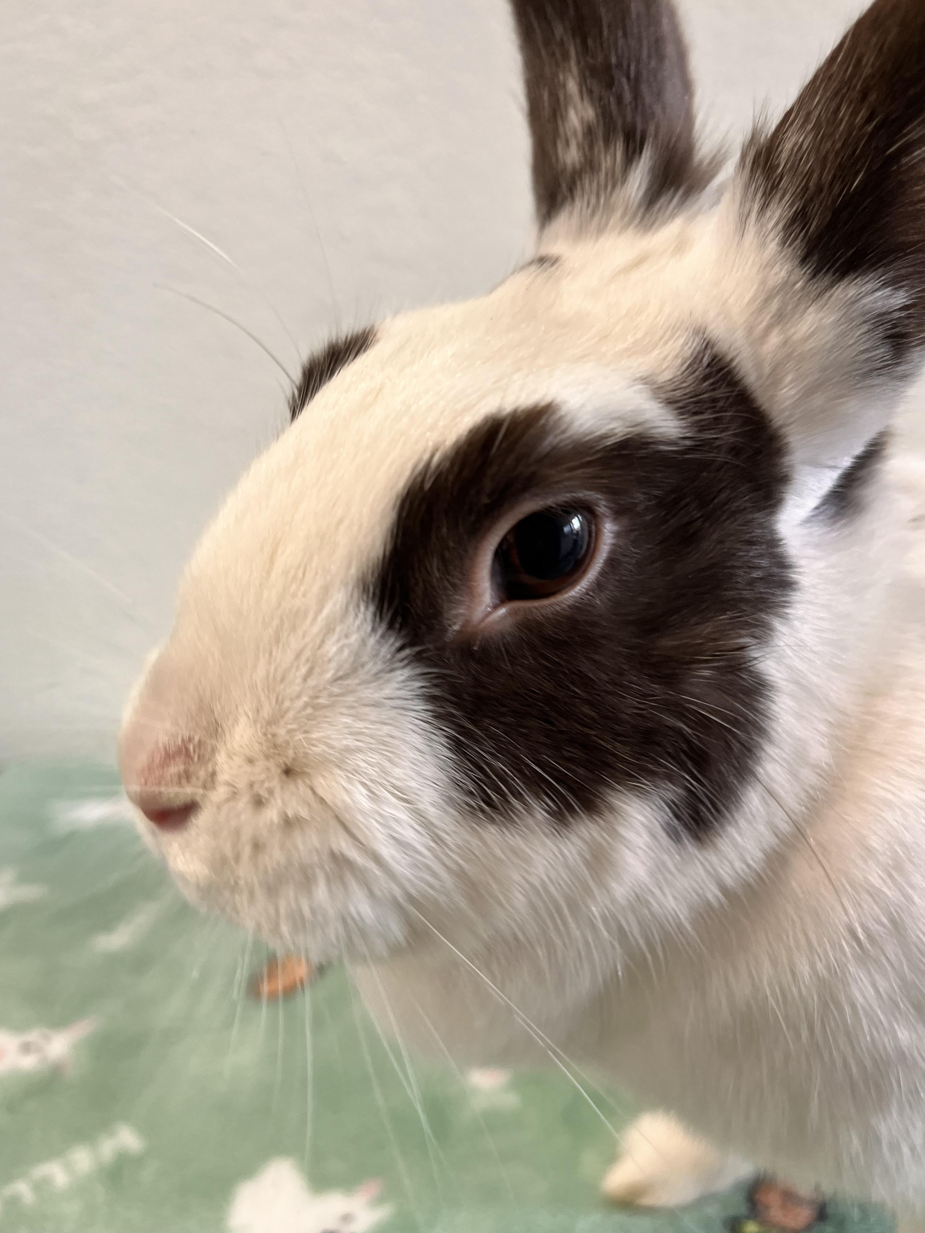 Enlarge Snow, a Adoptable Bunny Rabbit in Long Beach, CA image 2/3