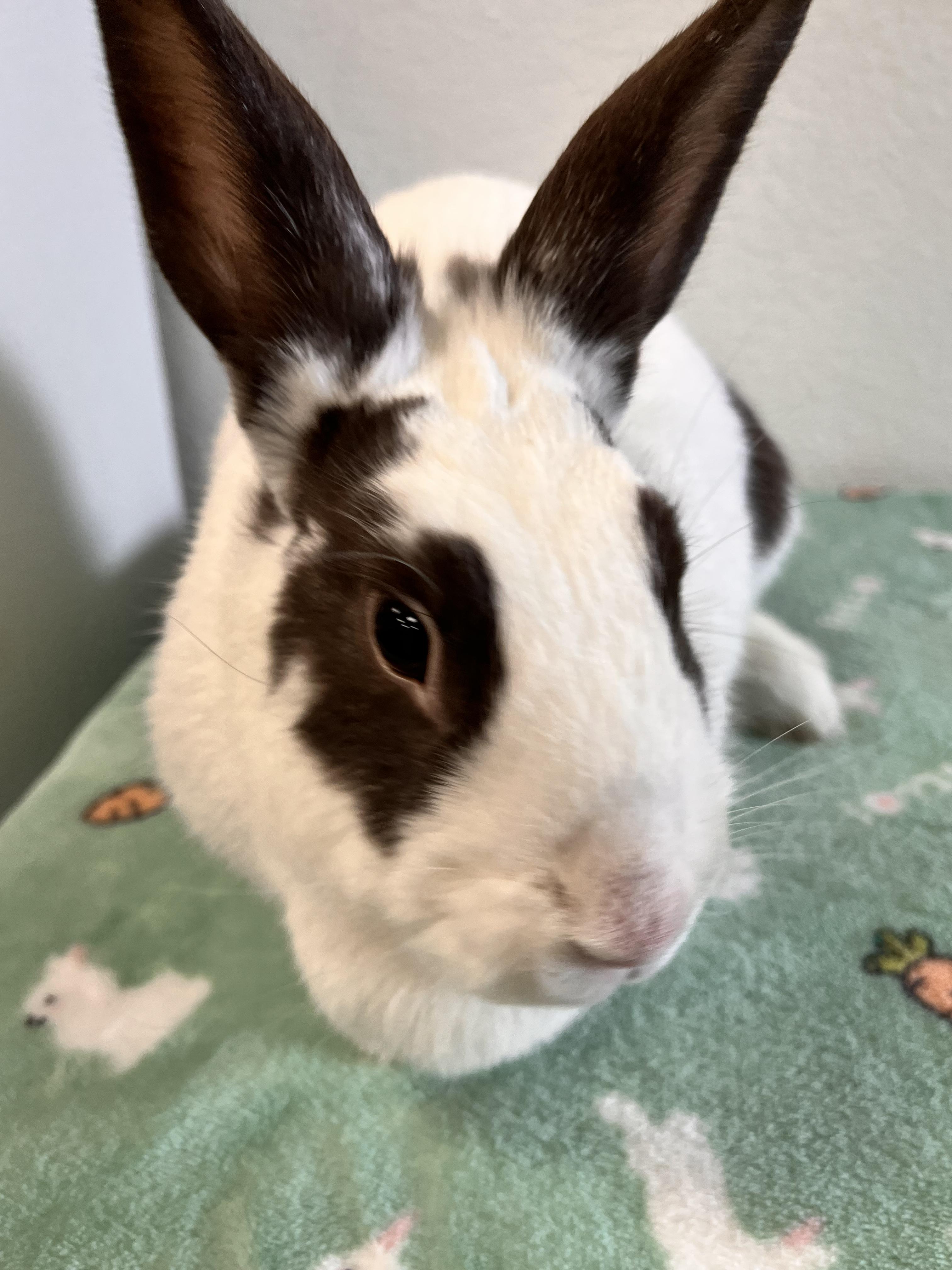 Enlarge Snow, a Adoptable Bunny Rabbit in Long Beach, CA image 3/3
