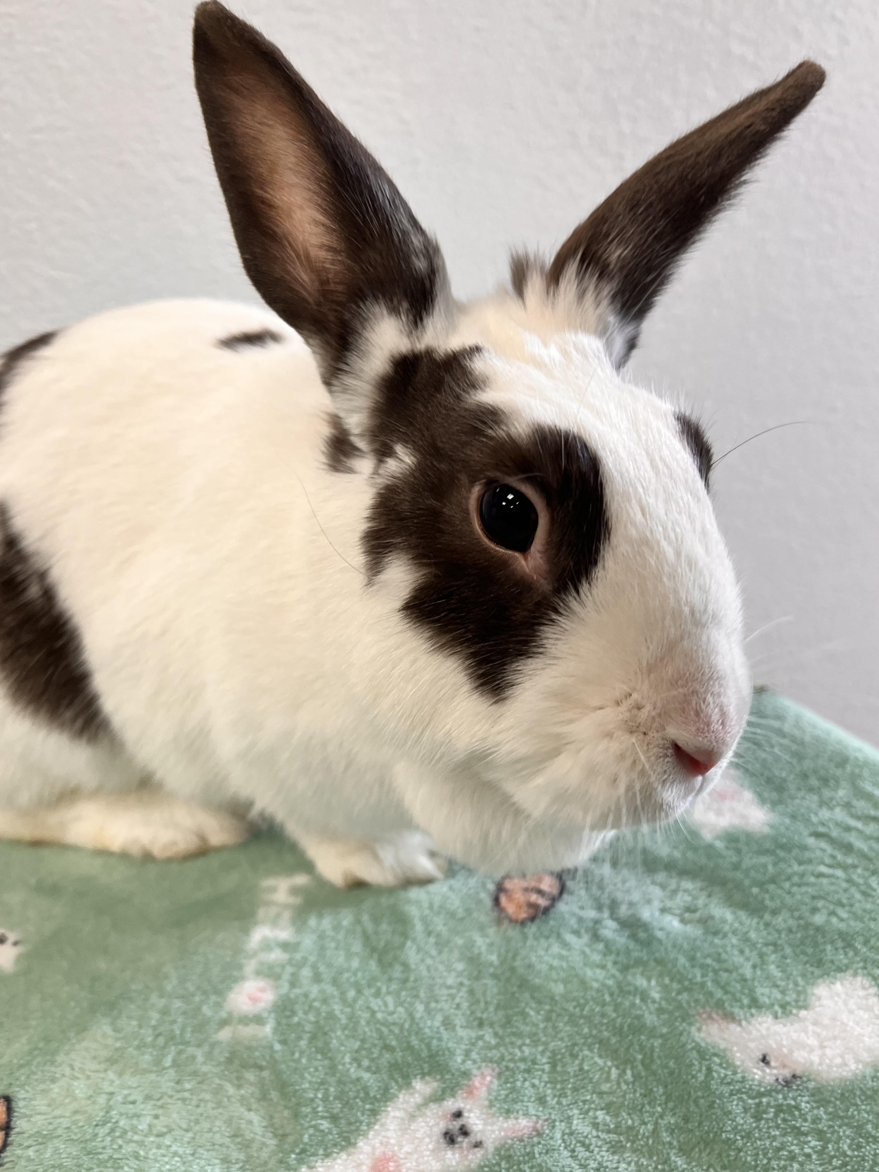 Snow, Adoptable, Adult Female Bunny Rabbit.