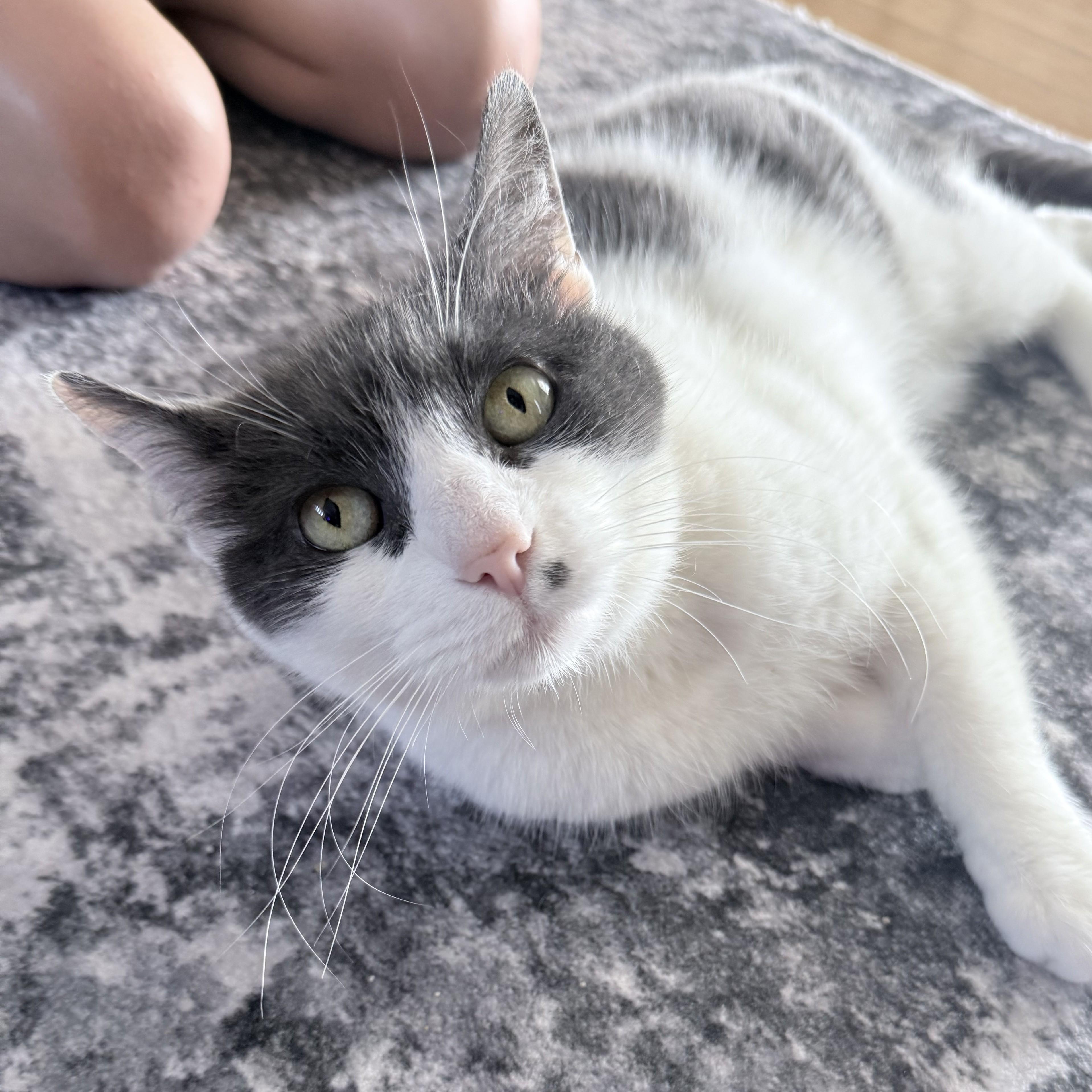 Eva, a ADOPTABLE Domestic Short Hair in Midland, MI image 2/3