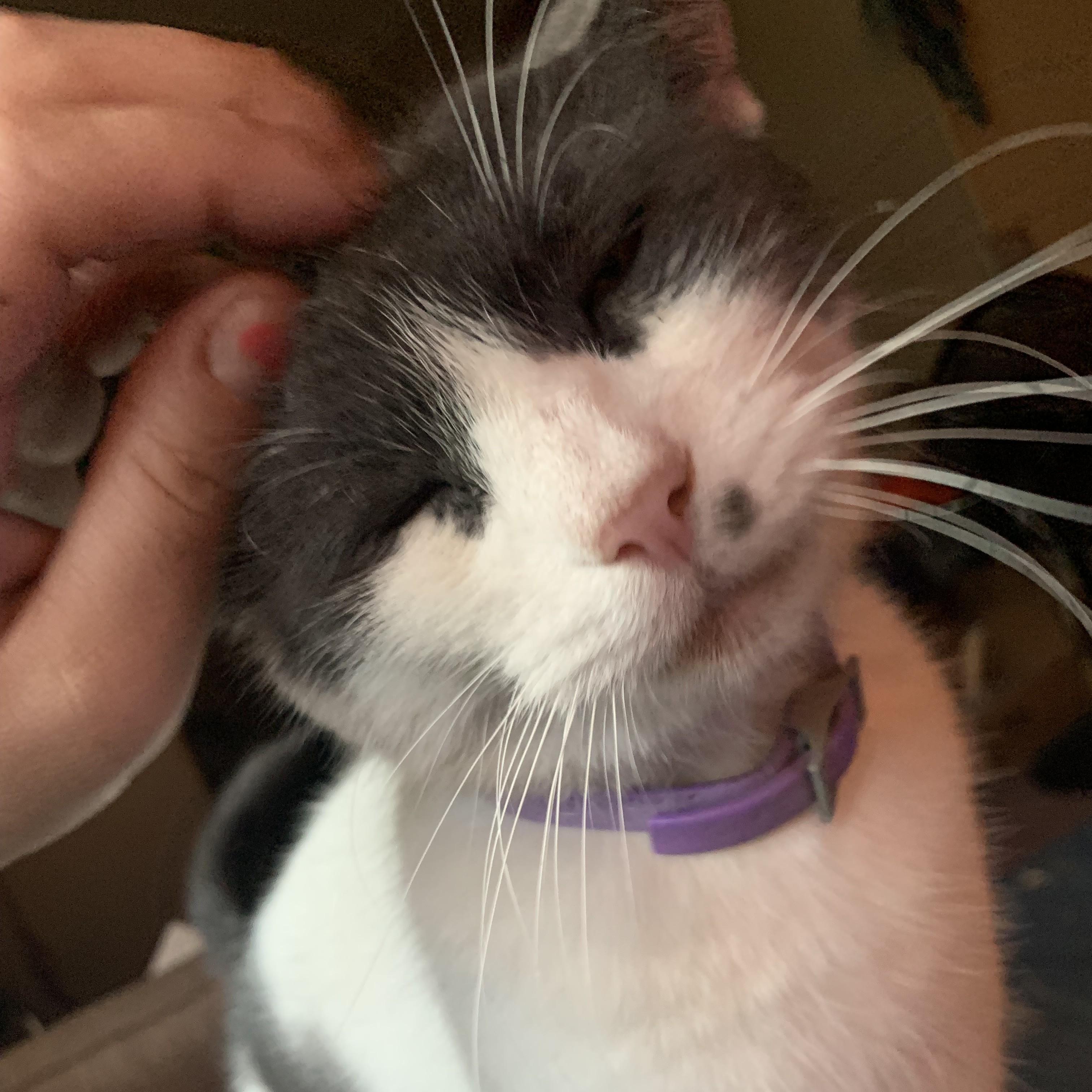 Eva, ADOPTABLE, Adult Female Domestic Short Hair.