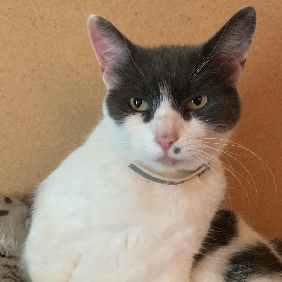 Eva, a ADOPTABLE Domestic Short Hair in Midland, MI image 3/3