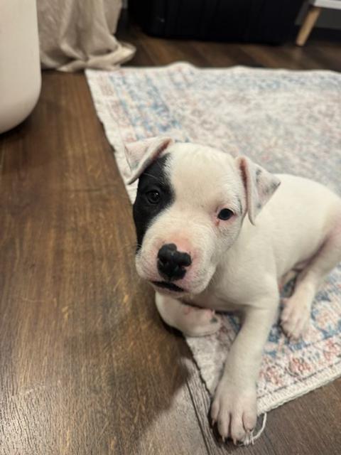 Michael, a ADOPTABLE mixed breed in roseville, CA image 2/6