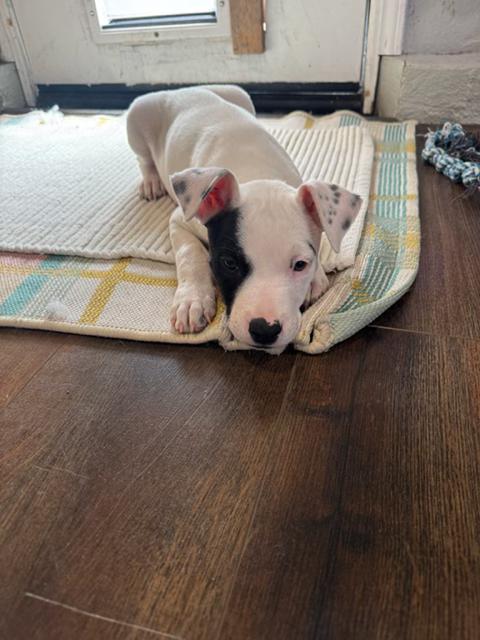 Michael, a ADOPTABLE mixed breed in roseville, CA image 6/6