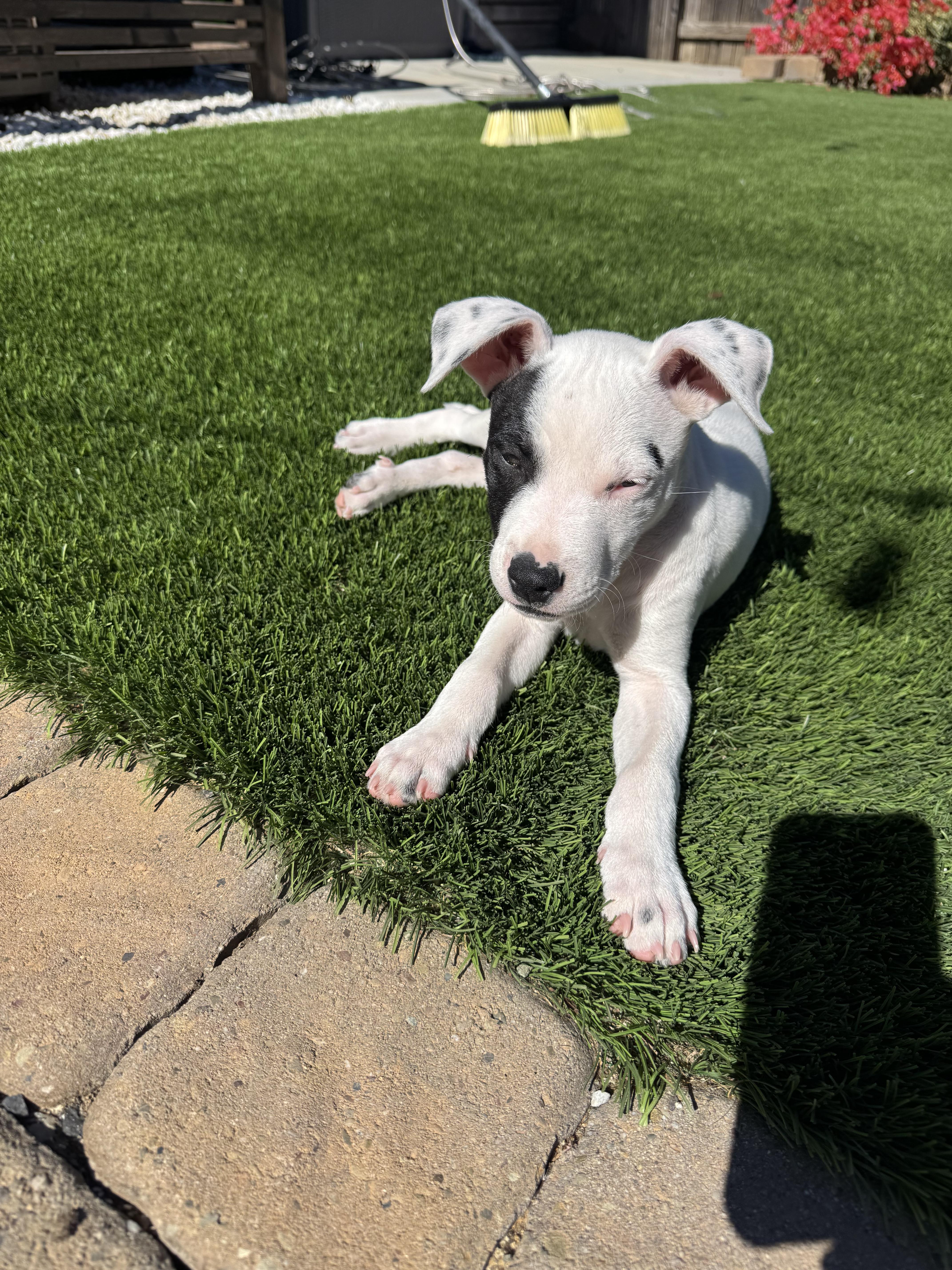 Michael, a ADOPTABLE mixed breed in roseville, CA image 1/6