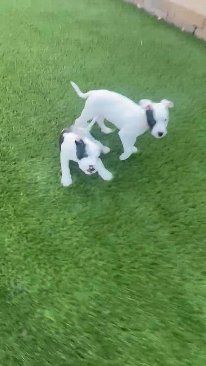 Enlarge Michael, a ADOPTABLE mixed breed in roseville, CA video 5/6