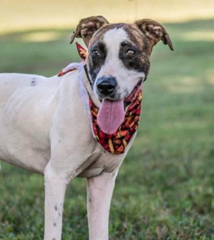 Woody, a Adoptable mixed breed in Tyler, TX image 3/3