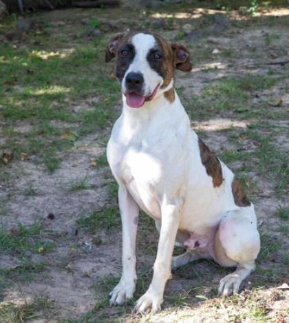 Enlarge Woody, a Adoptable mixed breed in Tyler, TX image 2/3
