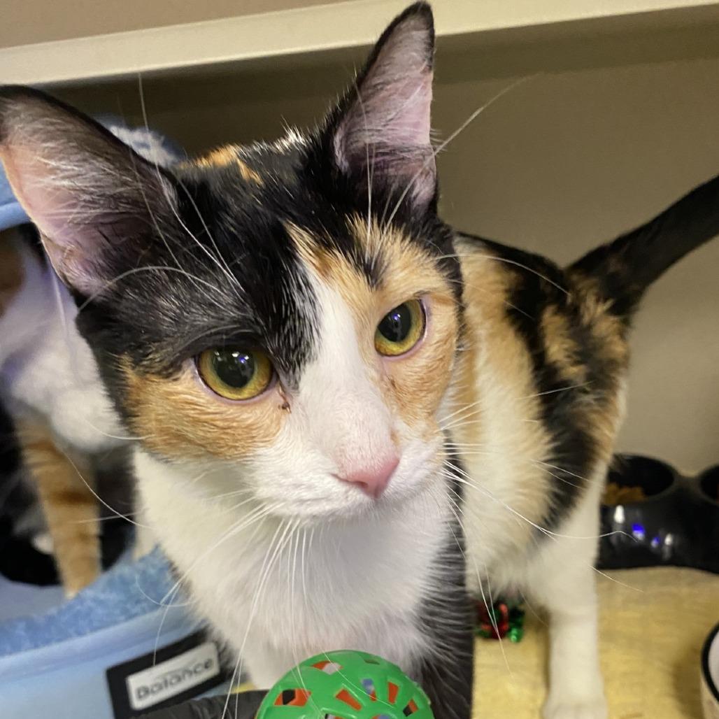 Alma, Adoptable, Young Female Domestic Short Hair.