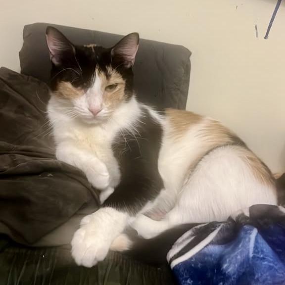 Enlarge Alma, a Adoptable Domestic Short Hair in Westhampton, NY image 2/2