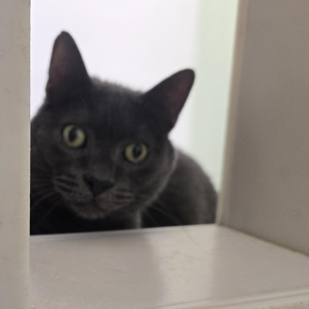 Enlarge Greg 26-089, a Adoptable Domestic Short Hair in Tawas City, MI image 1/1