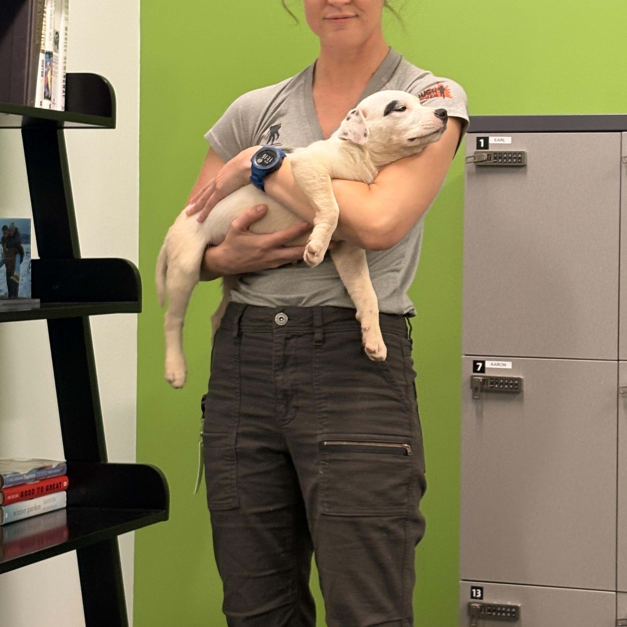 Enlarge Patch, an adopted Mixed Breed in Coraopolis, PA image 5/6