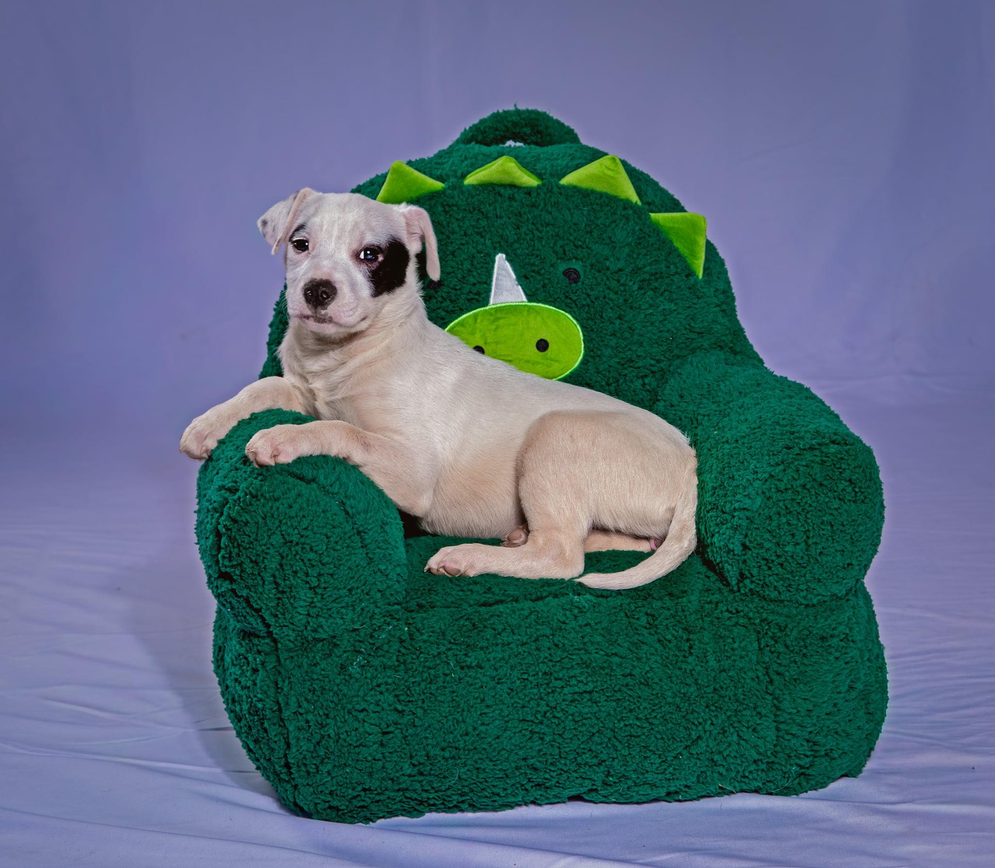 Enlarge Patch, an adopted Mixed Breed in Coraopolis, PA image 3/6