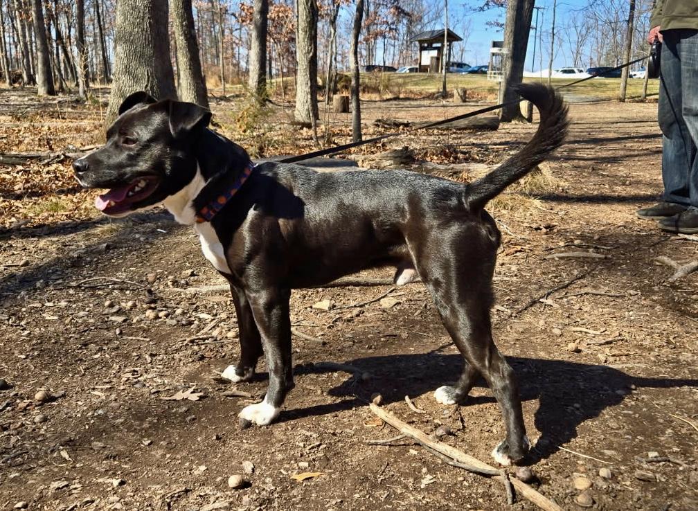 Enlarge Harvey , a ADOPTABLE mixed breed in Leesburg, VA image 6/6