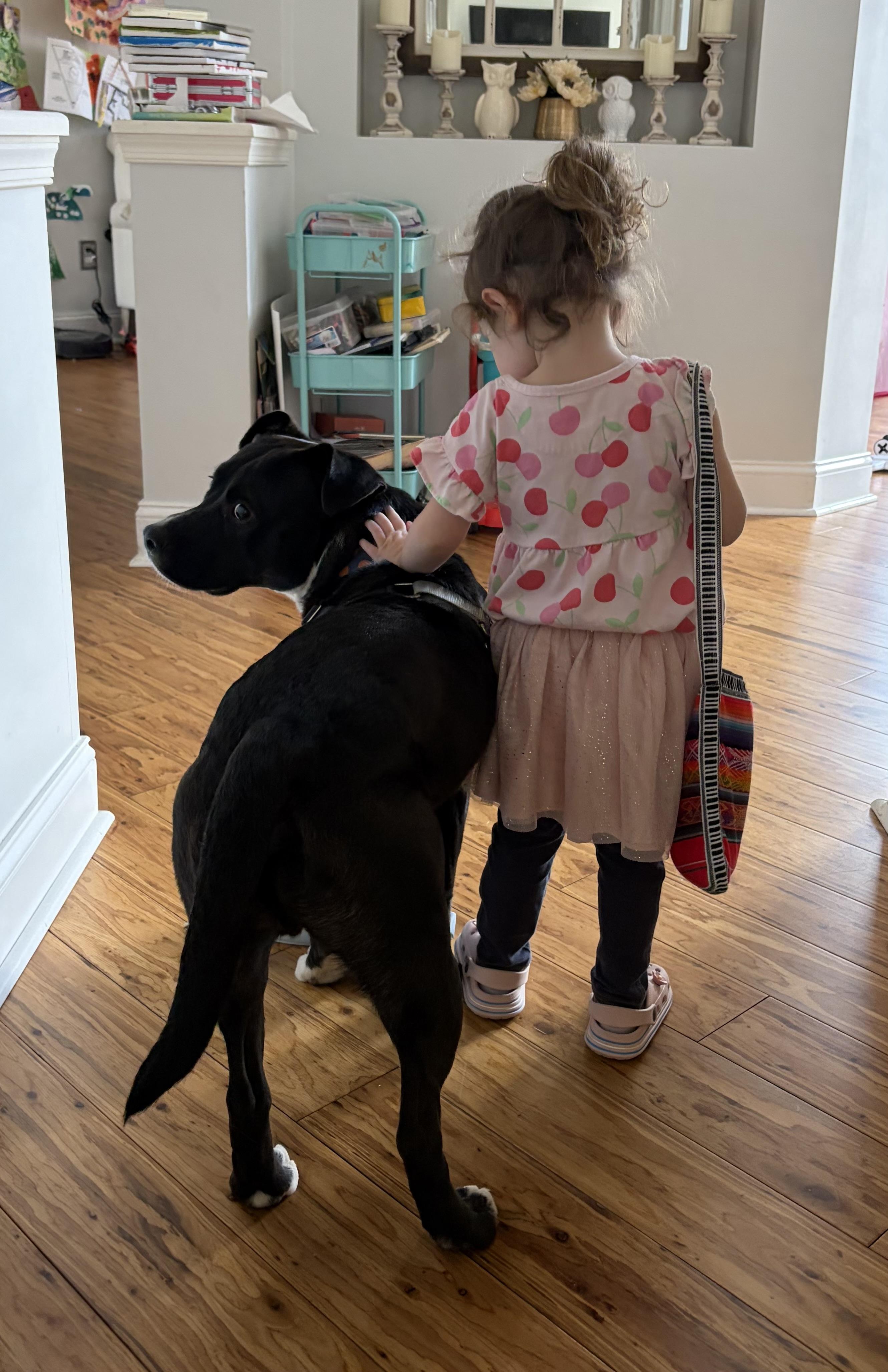 Enlarge Harvey , a ADOPTABLE mixed breed in Leesburg, VA image 2/6