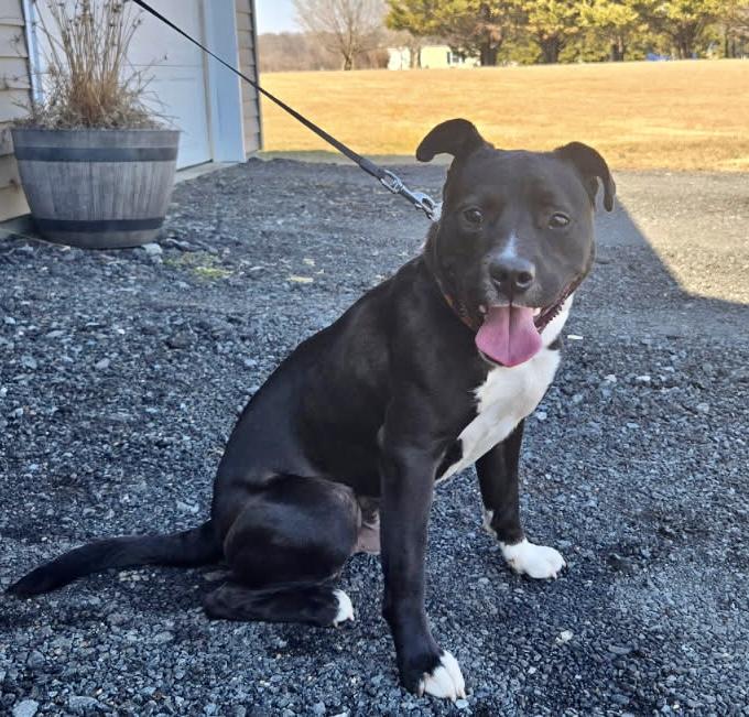 Enlarge Harvey , a ADOPTABLE mixed breed in Leesburg, VA image 1/6