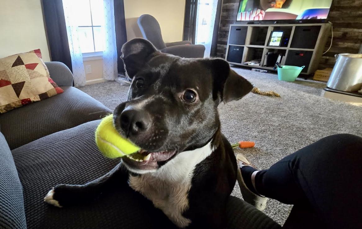 Harvey , ADOPTABLE, Young Male Black Labrador Retriever & Pit Bull Terrier.