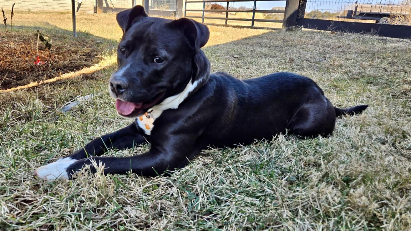 Enlarge Harvey , a ADOPTABLE mixed breed in Leesburg, VA image 4/6