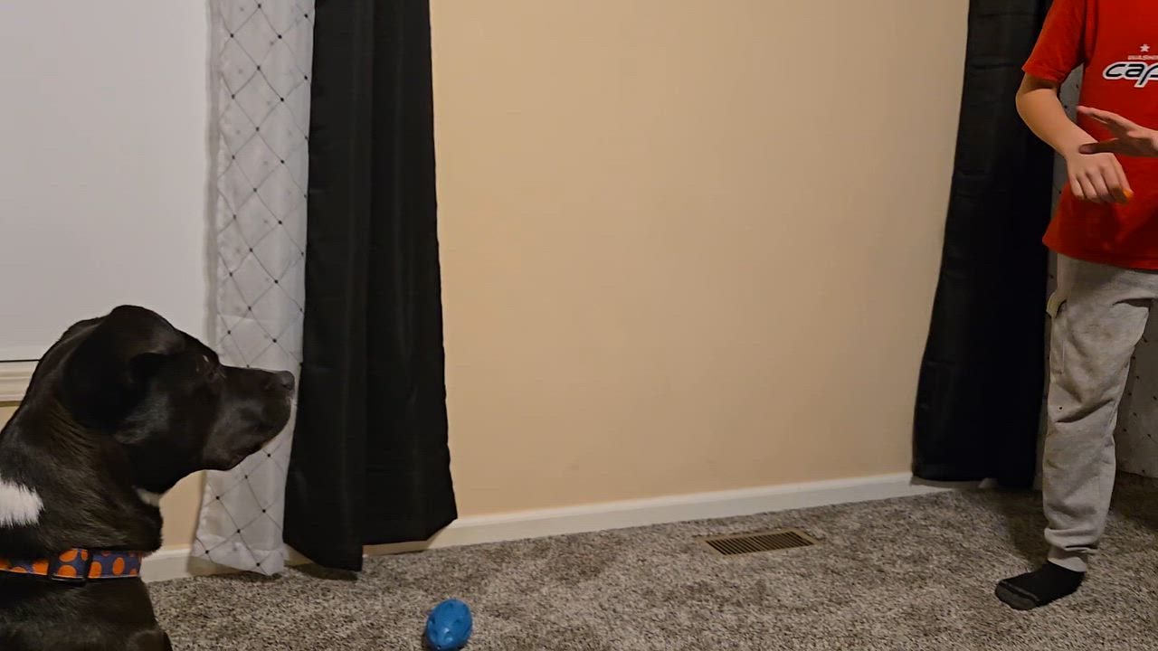 Enlarge Harvey , a ADOPTABLE mixed breed in Leesburg, VA video 5/6