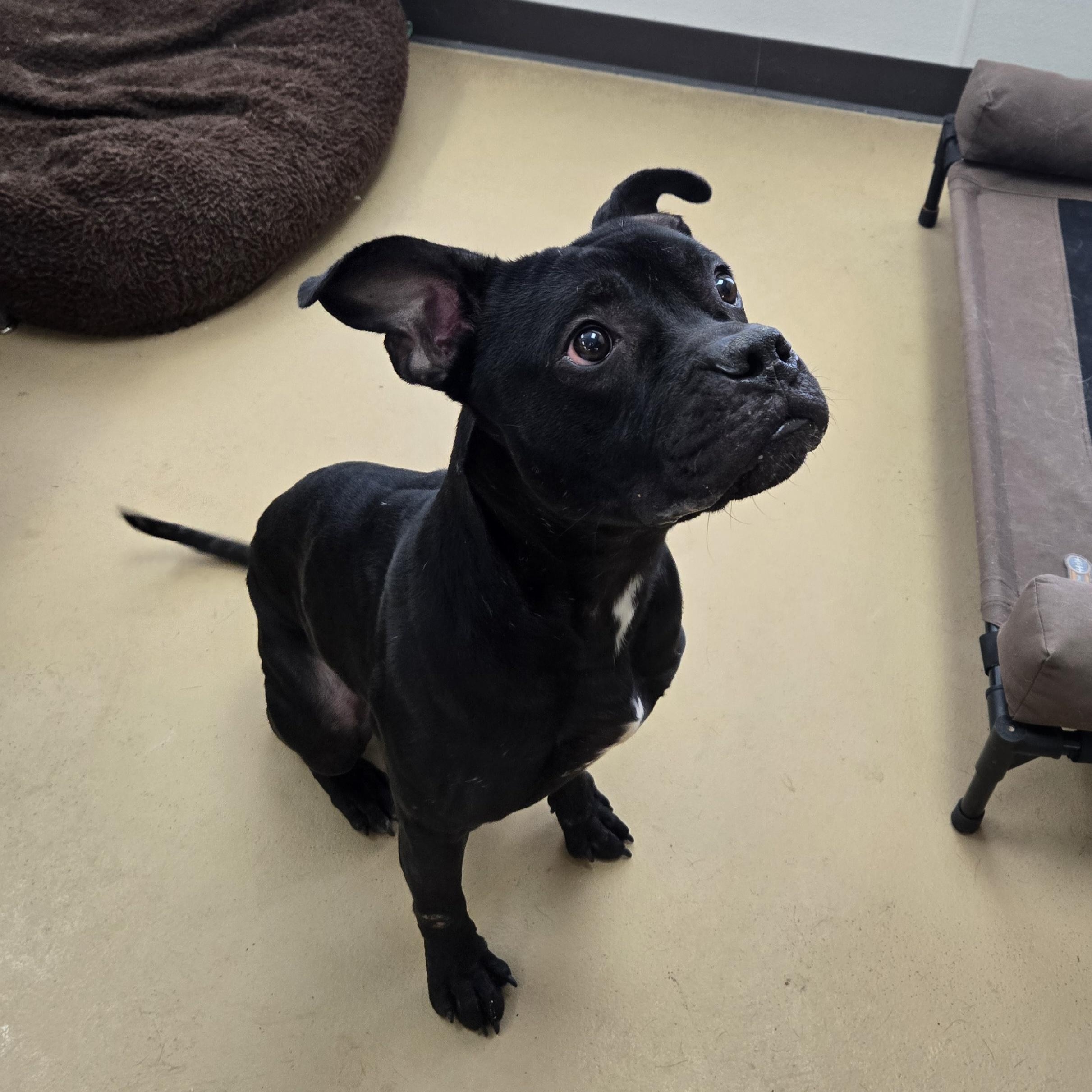 Enlarge Bronx, an adopted mixed breed in Xenia , OH image 3/5