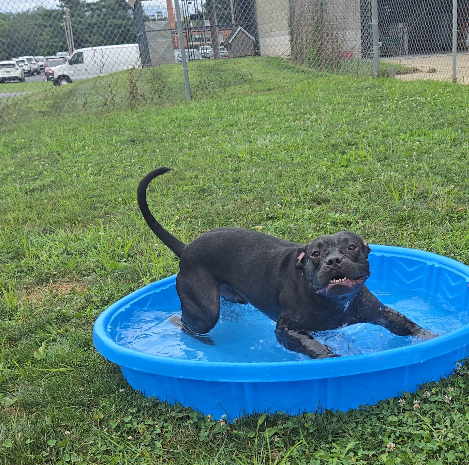 Bronx, Adoptable, Adult Male Terrier.