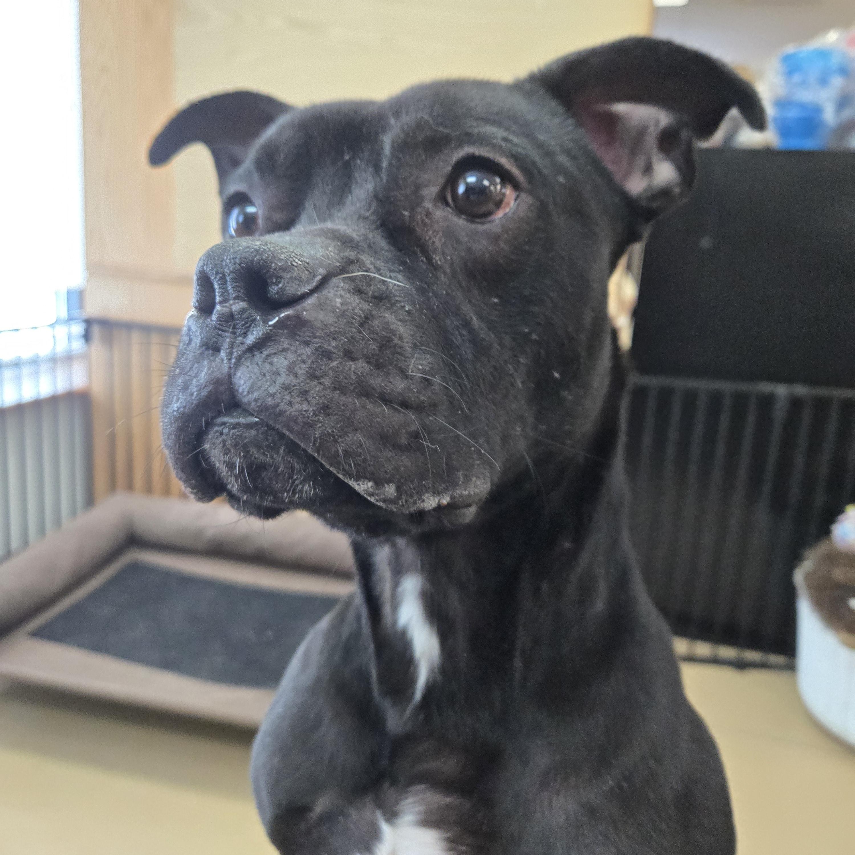 Bronx, Adoptable, Adult Male Boxer & Bulldog.