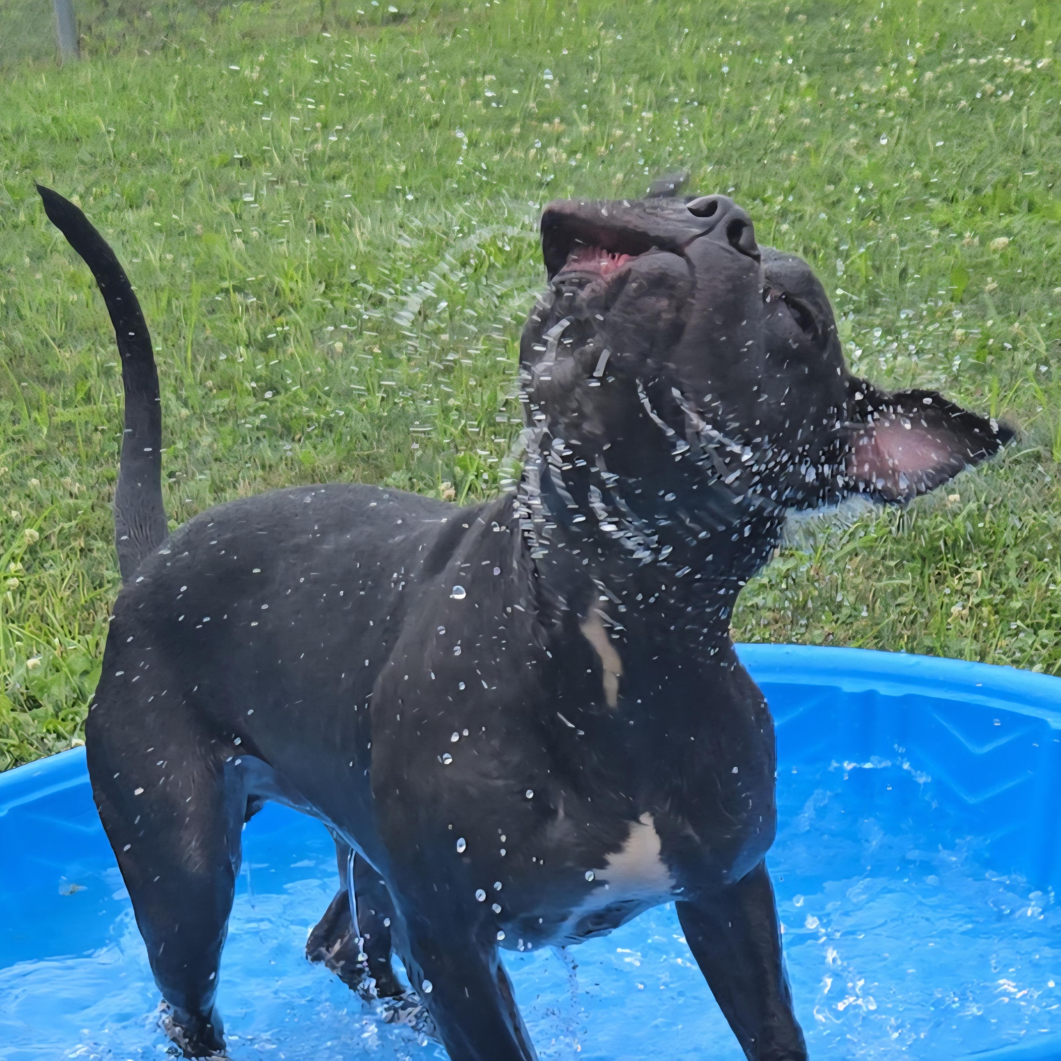 Enlarge Bronx, a Adoptable Terrier in Xenia , OH image 3/6