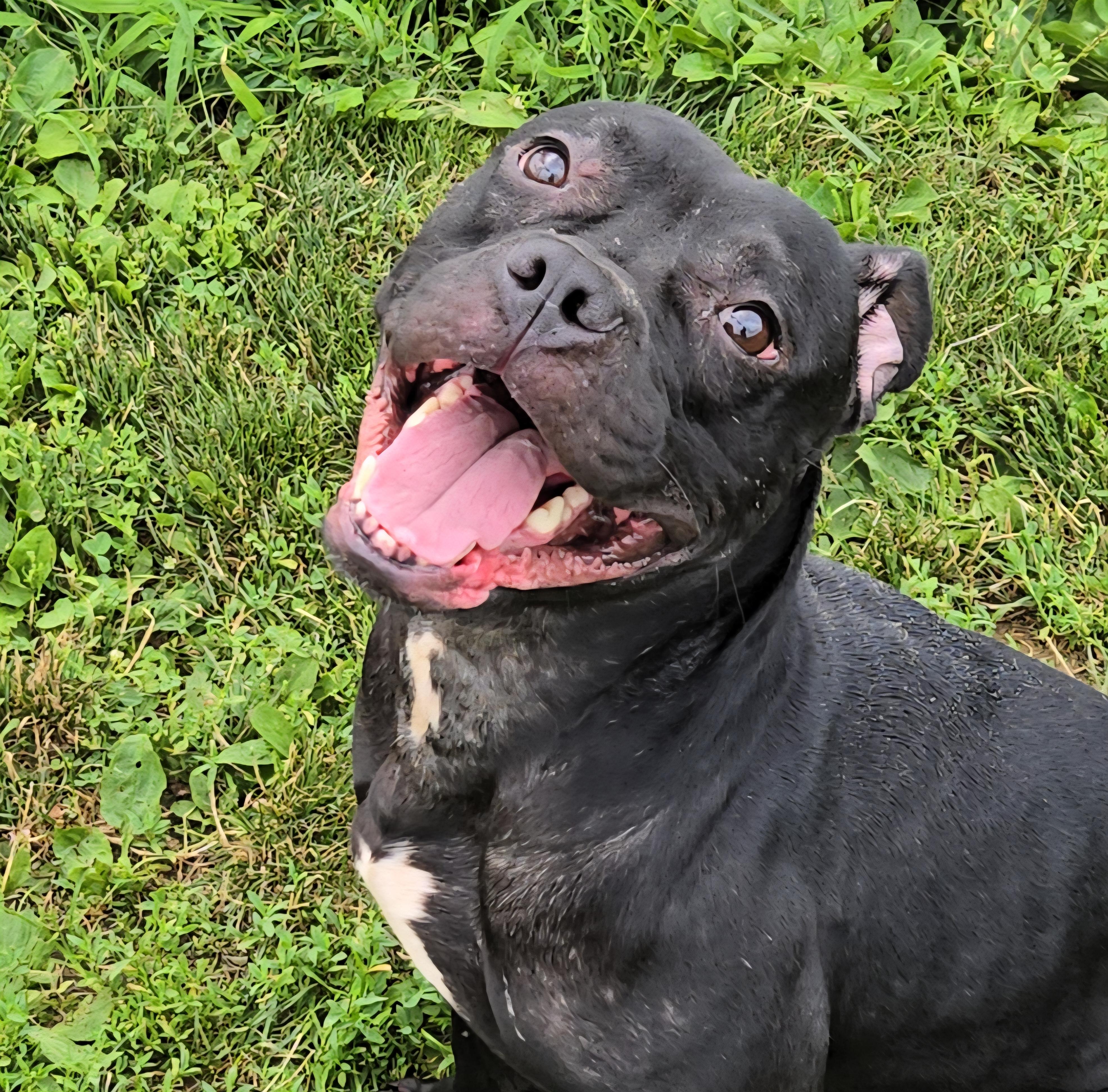 Enlarge Bronx, a Adoptable Terrier in Xenia , OH image 5/6