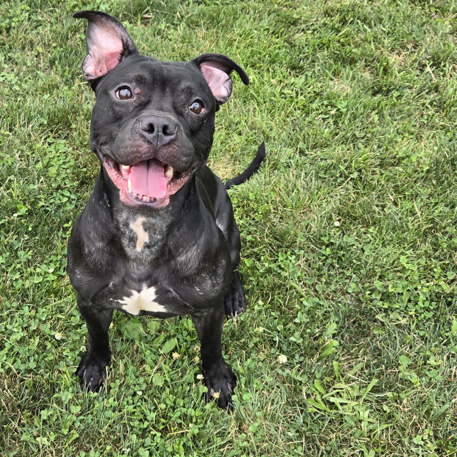 Enlarge Bronx, a Adoptable Terrier in Xenia , OH image 4/6