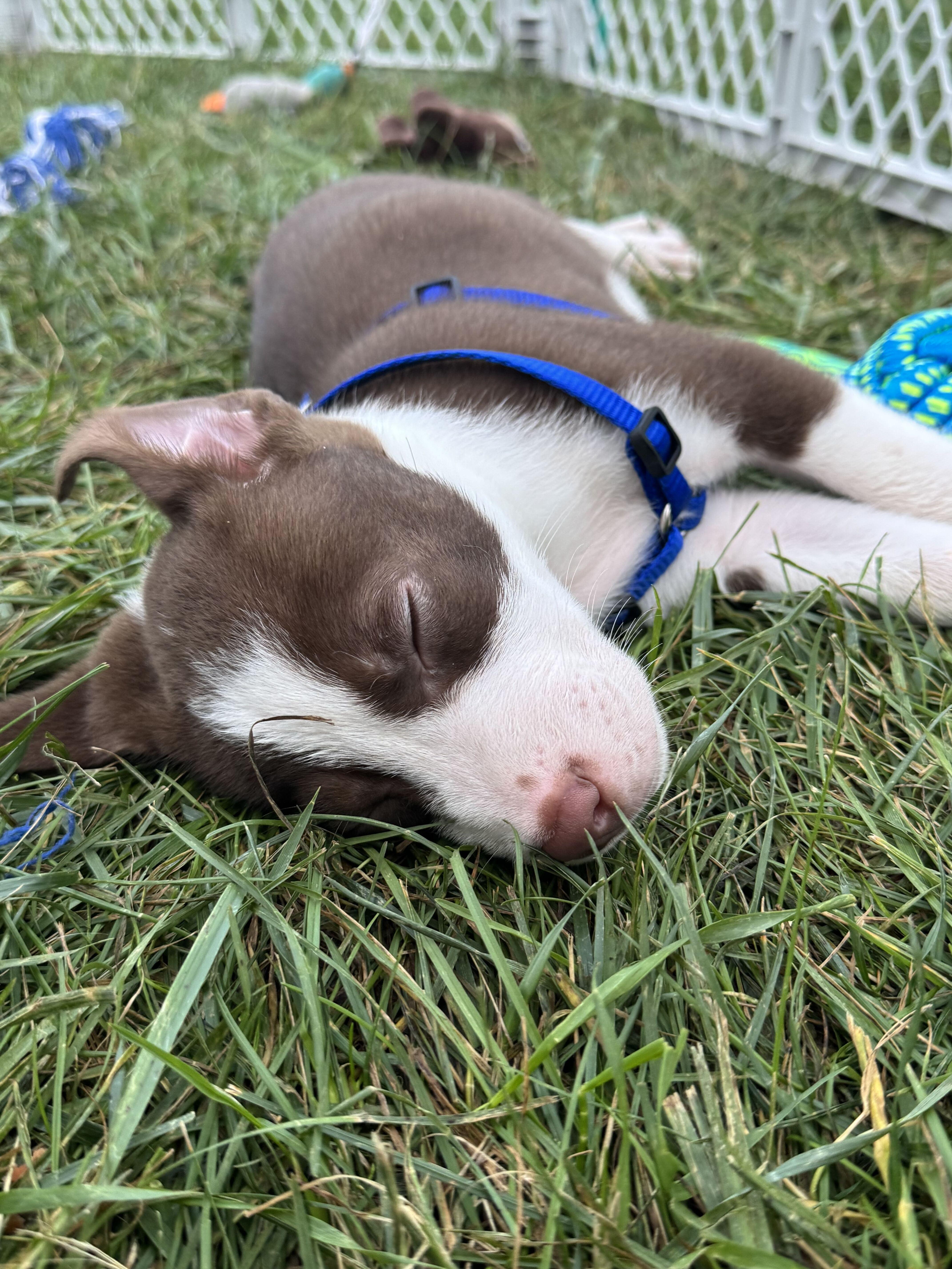 Enlarge Briar, a Adopted mixed breed in Grayslake, IL image 3/6
