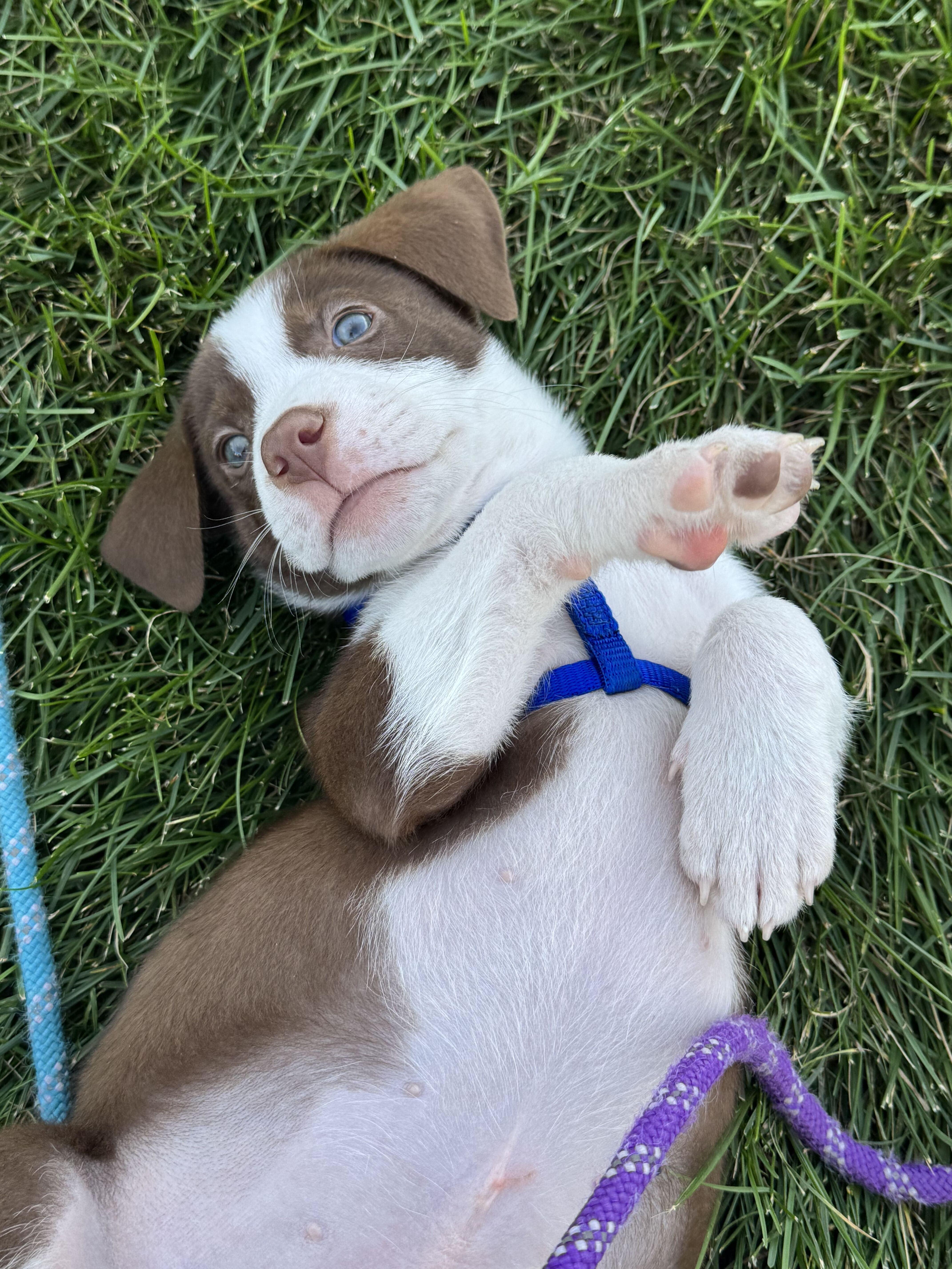 Enlarge Briar, a Adopted mixed breed in Grayslake, IL image 6/6