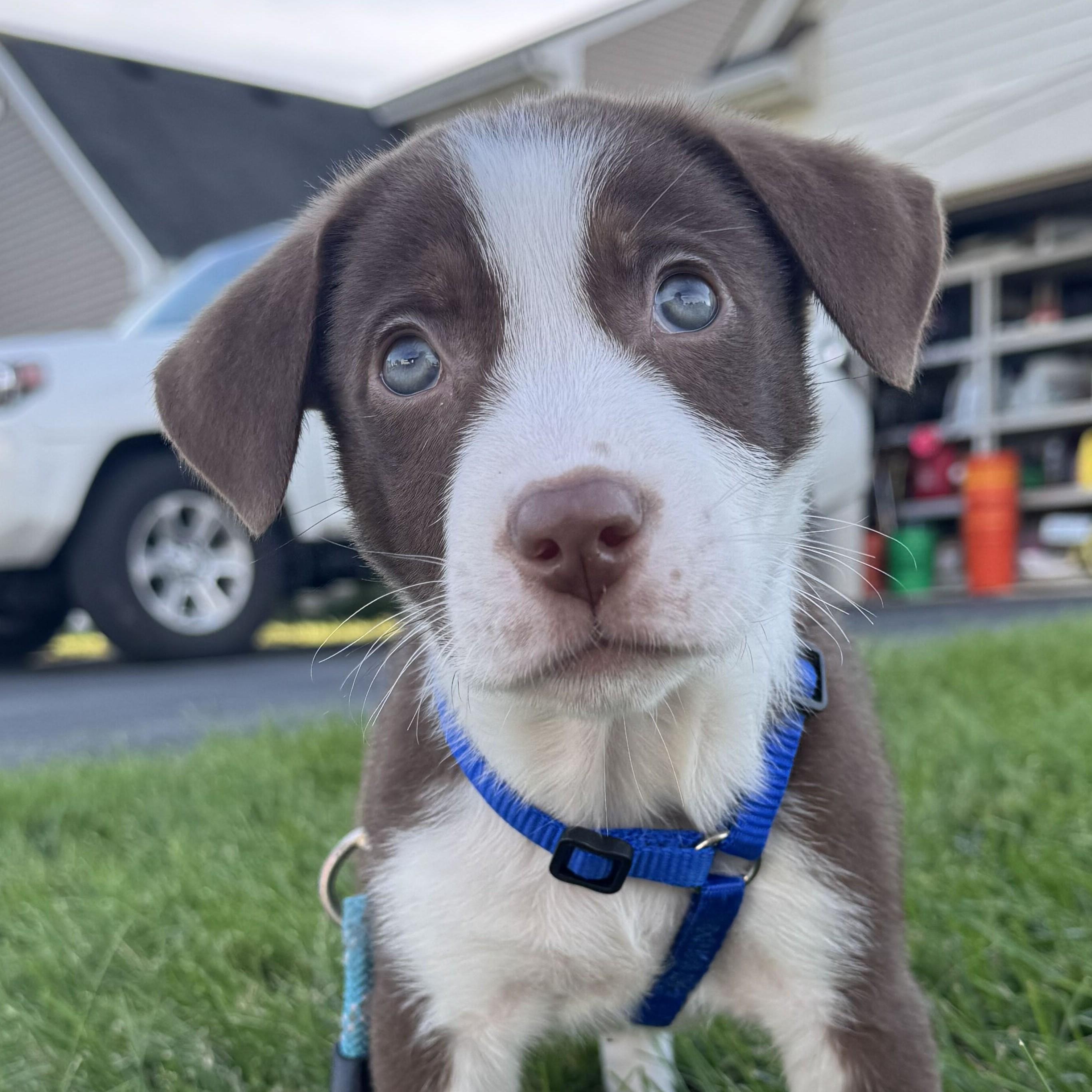 Enlarge Briar, a Adopted mixed breed in Grayslake, IL image 1/6