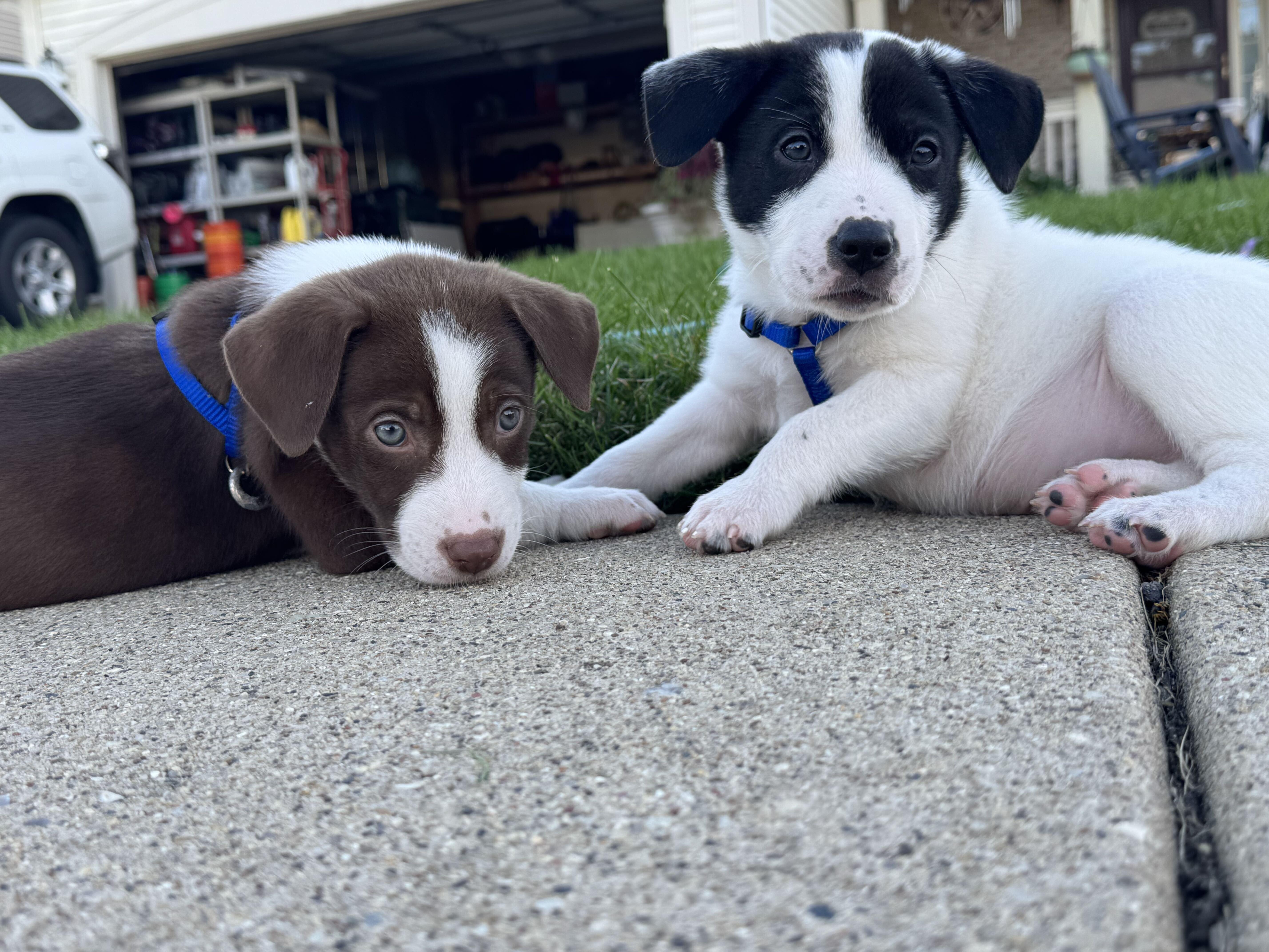 Enlarge Briar, a Adopted mixed breed in Grayslake, IL image 4/6