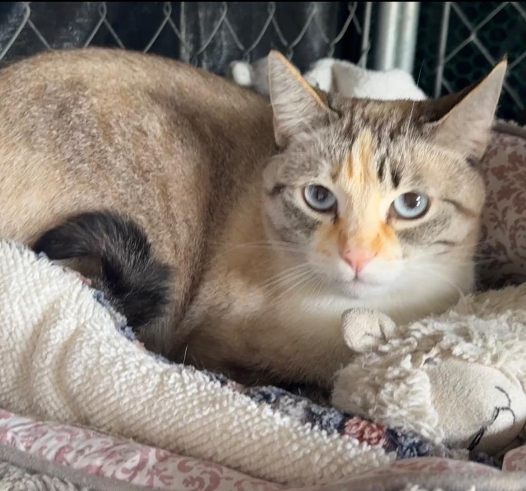 Squanchy, Adopted, Adult Female Domestic Short Hair.