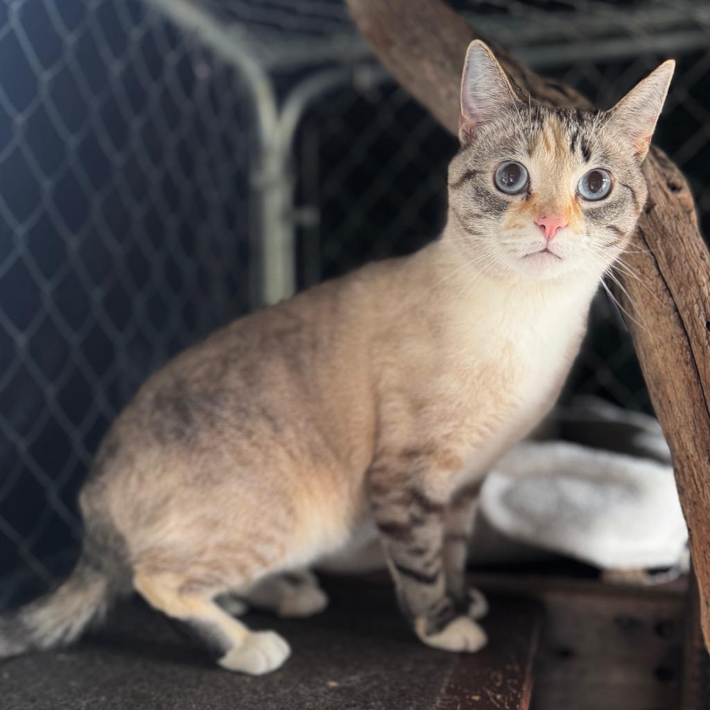 Squanchy, a Adopted mixed breed in Cambria, CA image 3/6