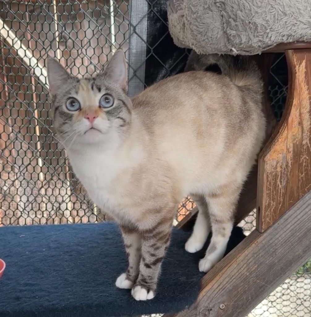 Squanchy, a Adopted mixed breed in Cambria, CA image 4/6