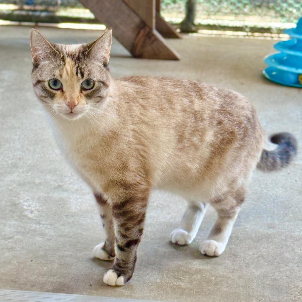 Squanchy, a Adopted mixed breed in Cambria, CA image 5/6