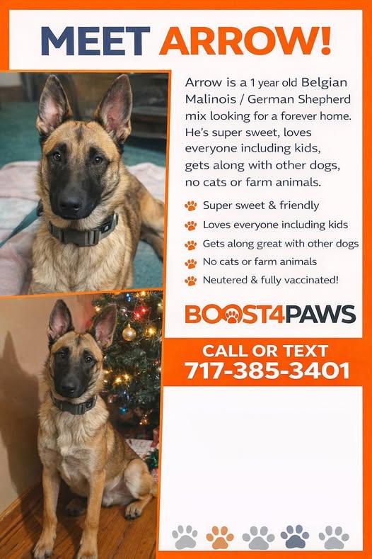 Arrow , Adoptable, Young Male Belgian Shepherd / Malinois & German Shepherd Dog.