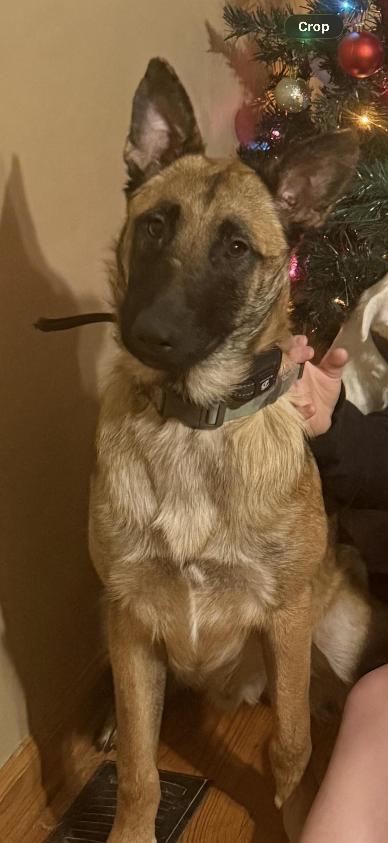Enlarge Arrow , a Adoptable mixed breed in tannersville, PA image 2/2