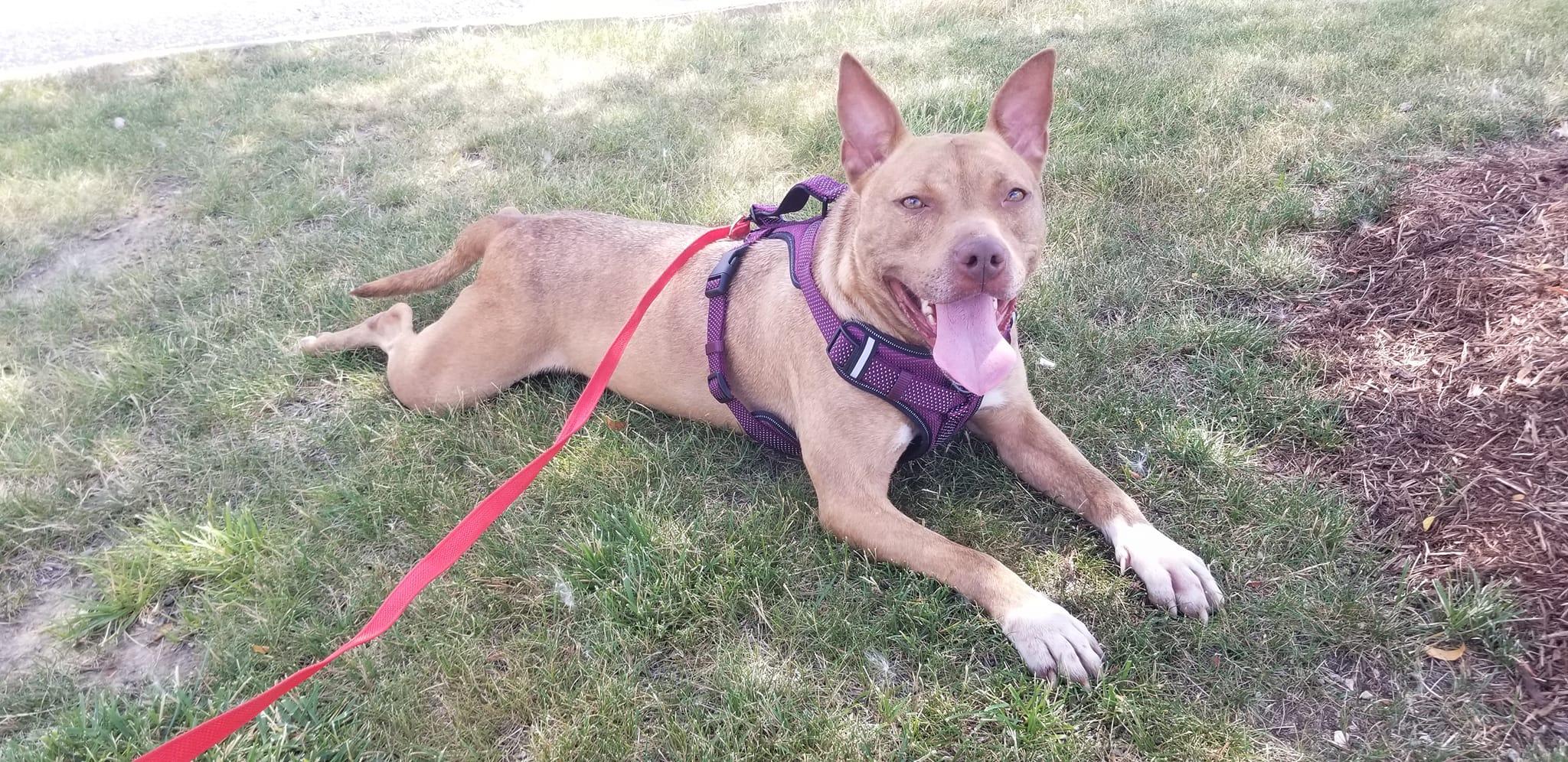 Enlarge coco, a ADOPTABLE mixed breed in MARION, IN image 6/6