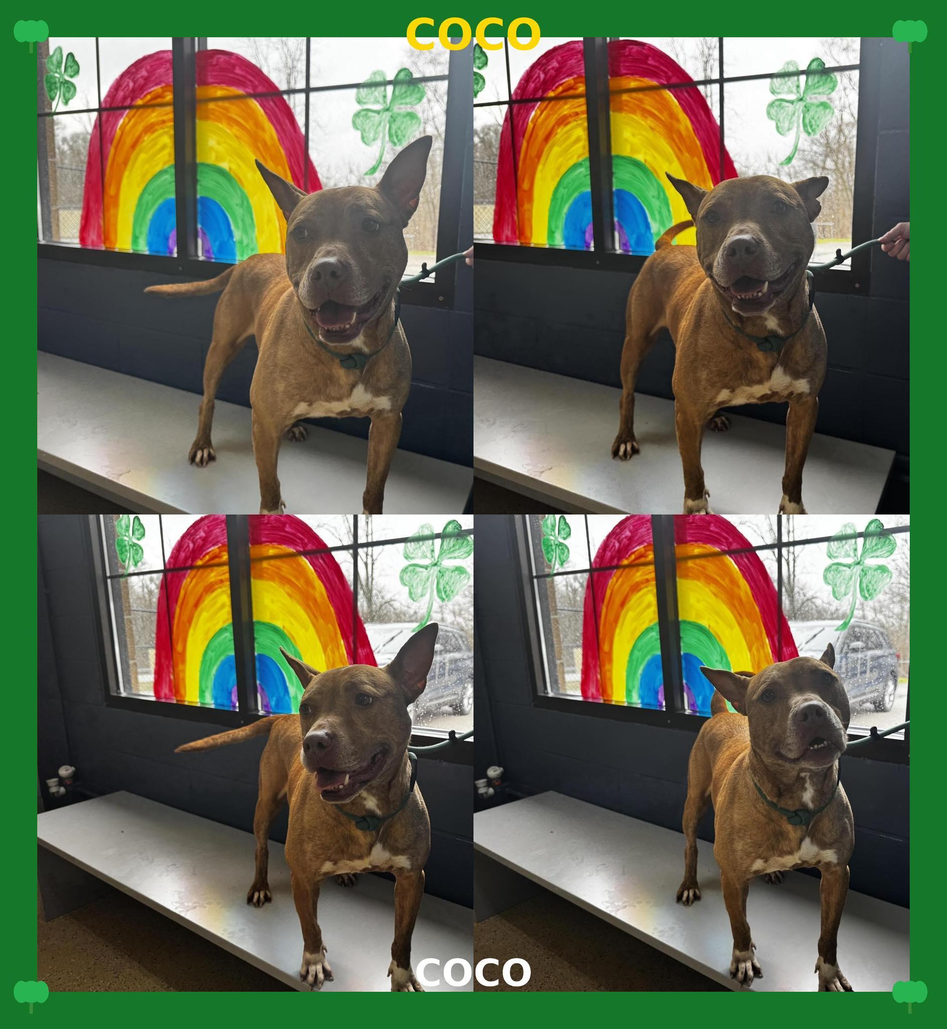 Enlarge coco, a ADOPTABLE mixed breed in MARION, IN image 1/6
