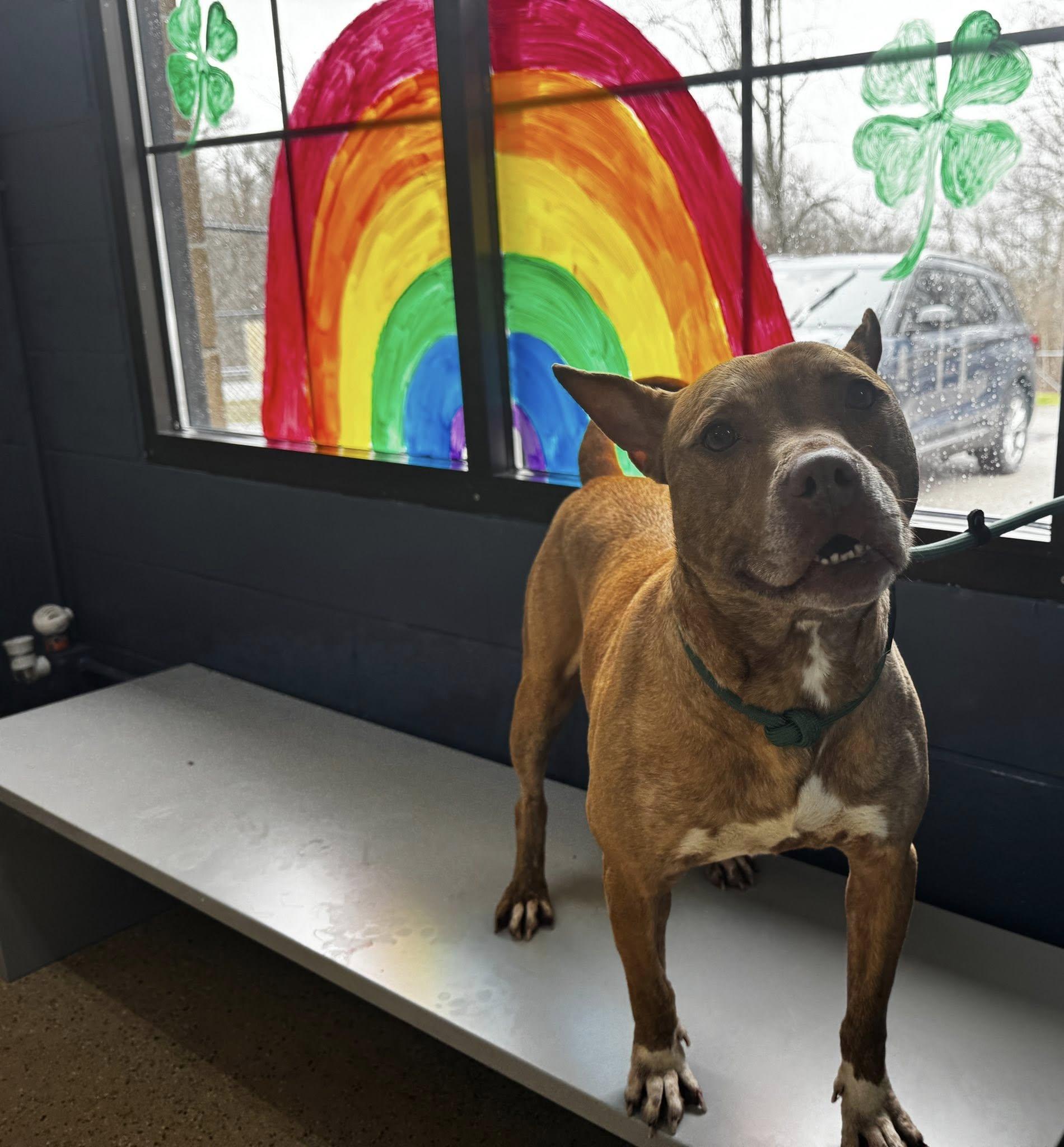 Enlarge coco, a ADOPTABLE mixed breed in MARION, IN image 2/6